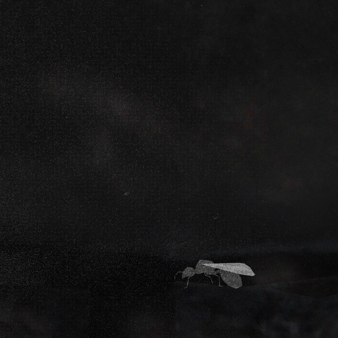 Ant in a dark place